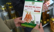 Sâm Nam Núi Dành Trước Cơ Hội Đi Tây