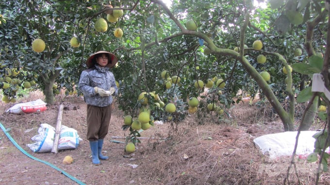 Vườn Bưởi Của Ông Tuấn Trồng Từ Những Cây Giống Hơn 10 Năm Tuổi Đã Già Cỗi. Cho Quả Sai Trĩu, Chất Lượng Rất Thơm Ngon, Luôn Bán Được Giá Rất Cao. Ảnh: Hải Tiến.