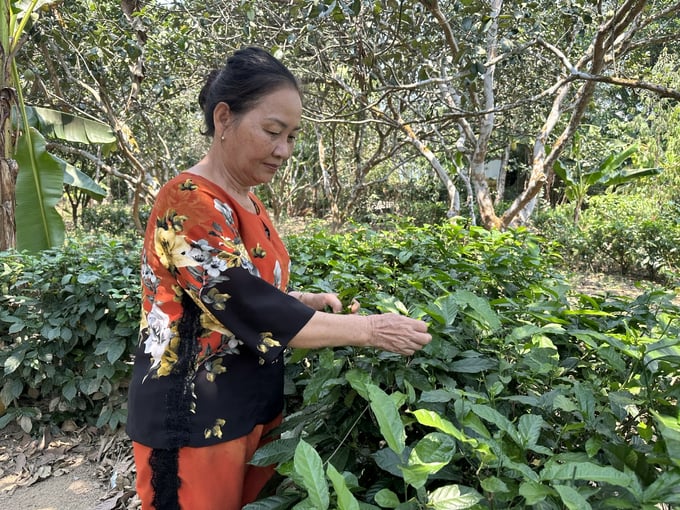 Cây Sen, Loài Cây Người Dân Trồng Làm Bờ Rào Cũng Là Một Món Ăn Đặc Sản Ở Làng Đại Bình. Ảnh: L.k.