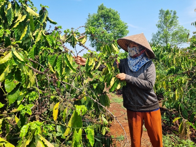 Người Dân Mong Mỏi Có Những Chính Sách Hỗ Trợ Từ Nhà Nước Đề Đầu Tư Hệ Thống Tưới Tiết Kiệm. Ảnh: Minh Quý.