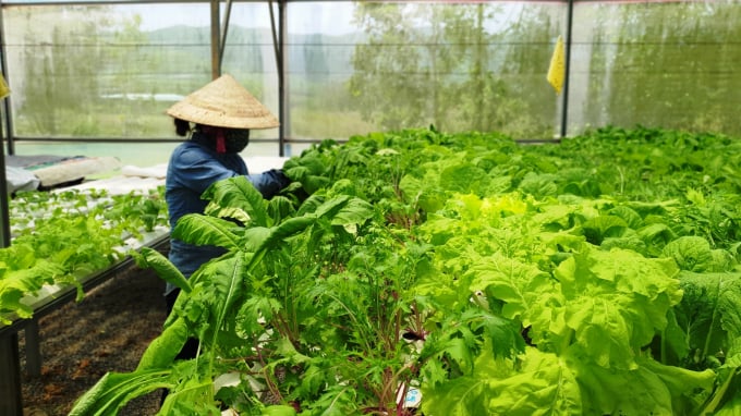 Trang Trại Afarm - Farm On Smartphone Của Anh Nguyễn Tấn Phương Đang Có Hơn 40 Loại Rau Quả Các Loại Trồng Theo Phương Pháp Thủy Canh Và Hữu Cơ Đảm Bảo Tiêu Chuẩn Globalgap. Ảnh: Lk.