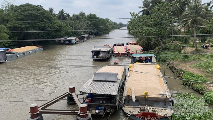 Hiện Thương Lái Tới Tận Ruộng Thu Mua Lúa Với Giá Cao Nên Bà Con Rất Phấn Khởi. Ảnh: Thanh Hùng.