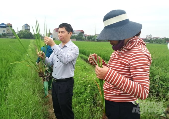 Đoàn Công Tác Của Cục Bảo Vệ Thực Vật Và Trung Tâm Bảo Vệ Thực Vật Phía Bắc Kiểm Tra Lúa Xuân Tại Các Tỉnh Đồng Bằng Sông Hồng. Ảnh: Trung Quân.