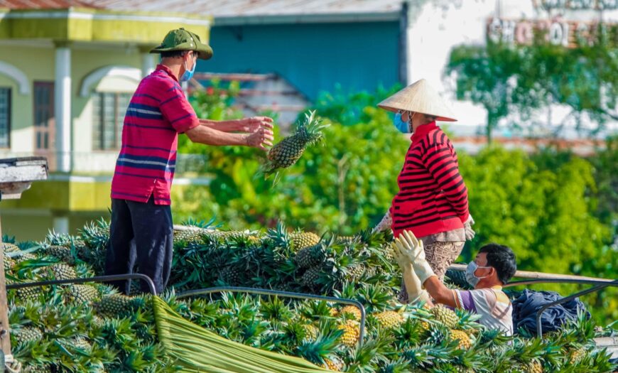 Thúc Đẩy Xuất Khẩu Nông Sản Chính Ngạch Vùng Đồng Bằng Sông Cửu Long