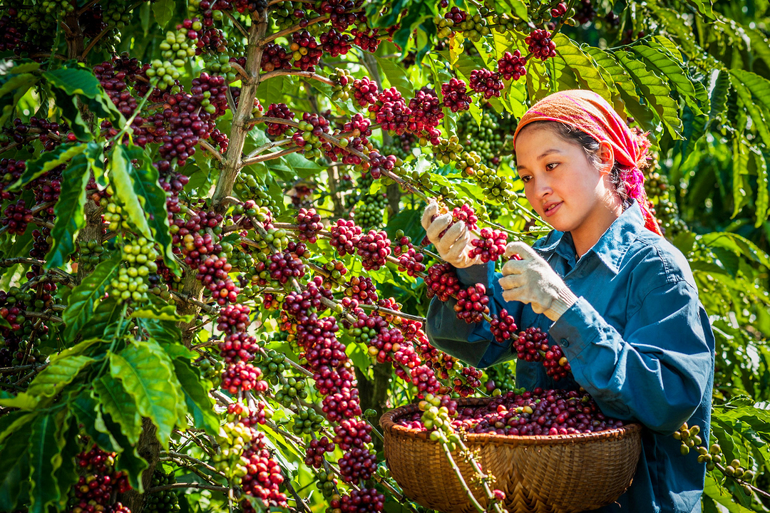 Nhiều Mặt Hàng Nông Lâm Thủy Sản Của Việt Nam Giữ Đà Tăng Trưởng, Bất Chấp Dịch Bệnh.