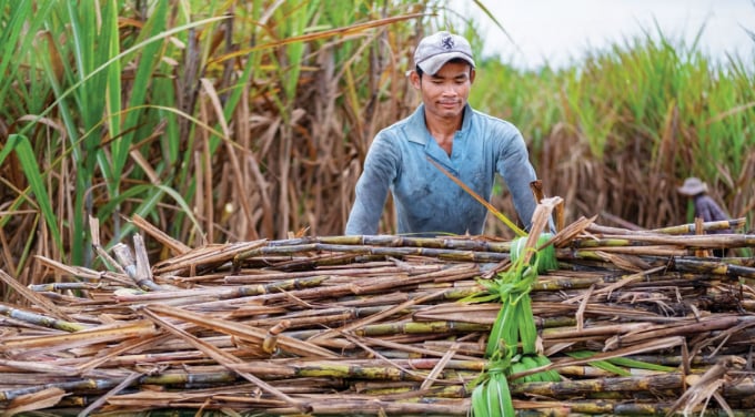 Theo Ts Cao Anh Đương, Cây Mía Vẫn Đang Có Khả Năng Cạnh Tranh Tốt So Với Một Số Cây Trồng Chủ Lực. Ảnh: Ts.