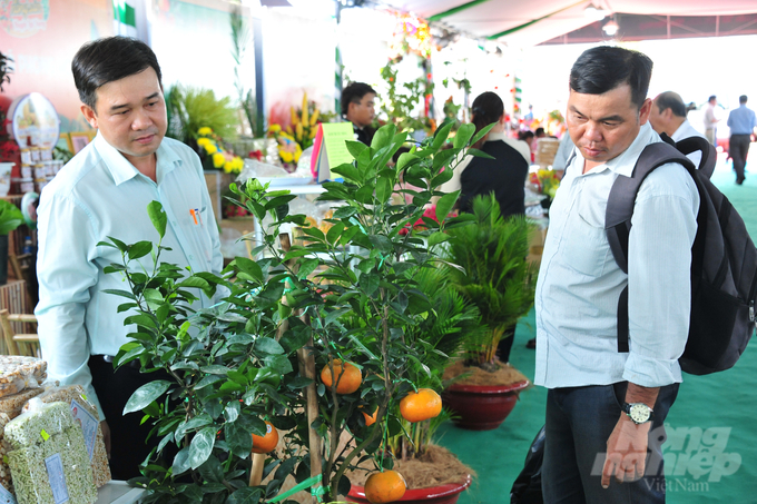 Đặc Sản Cây Quýt Hồng Kiểng Lai Vung Hấp Dẫn Thị Trường Tết. Ảnh: Lê Hoàng Vũ.