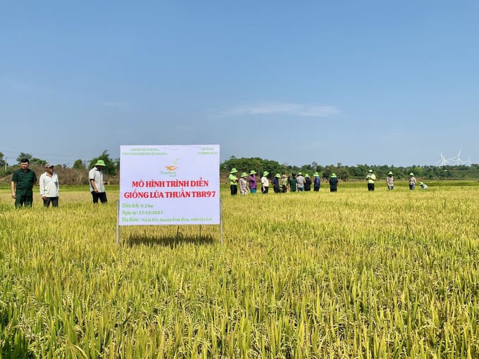 Giống Lúa Thuần Tbr97 Cho Thấy Thích Ứng Rất Tốt Với Điều Kiện Thời Tiết, Khí Hậu, Thổ Nhưỡng Tại Tây Nguyên Trong Vụ Đông Xuân. Ảnh: Tuấn Anh.