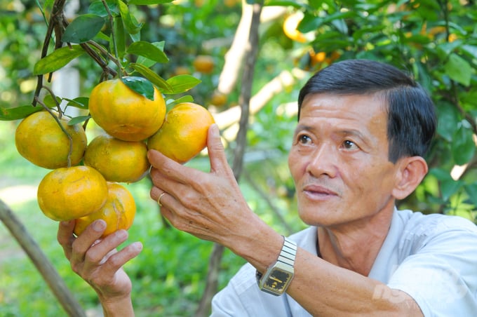 Ông Đoàn Anh Kiệt, Chủ Vườn Quýt Hồng Ở Ấp Long Khánh, Xã Long Hậu (Huyện Lai Vung) Trồng 5 Công Quýt Hồng, Đã Có Nhiều Năm Mở Cửa Đón Khách Du Lịch Vào Vườn Tham Quan Cho Biết: Thông Thường Vào Tháng Chạp, Vườn Quýt Hồng Chín Ửng Vàng, Lúc Đó Bắt Đầu Mở Cửa Cho Khách Vào Tham Quan Vườn.