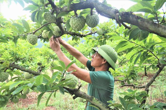 Một Vườn Na La Hiên Được Sản Xuất Theo Tiêu Chuẩn Vietgap. Ảnh: Phạm Hiếu.