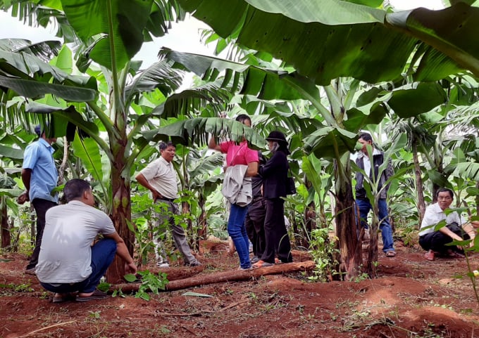 Cần Thực Hiện Nghiêm Biện Pháp Phòng Bệnh Héo Vàng Lá Chuối Như Khử Trùng Người Khi Ra Vào Trang Trại Chuối; Hạn Chế Các Hoạt Động Thăm Vườn Chuối... Ảnh: Tl.