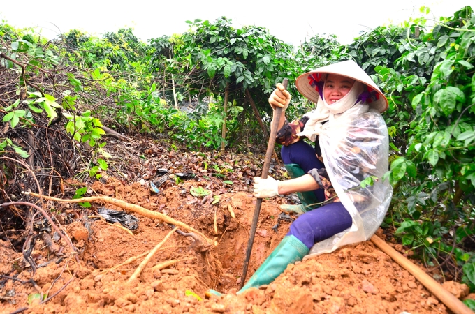 Chị Chinh Khoác Áo Mưa Đào Sâm Trong Vườn. Ảnh: Dương Đình Tường.