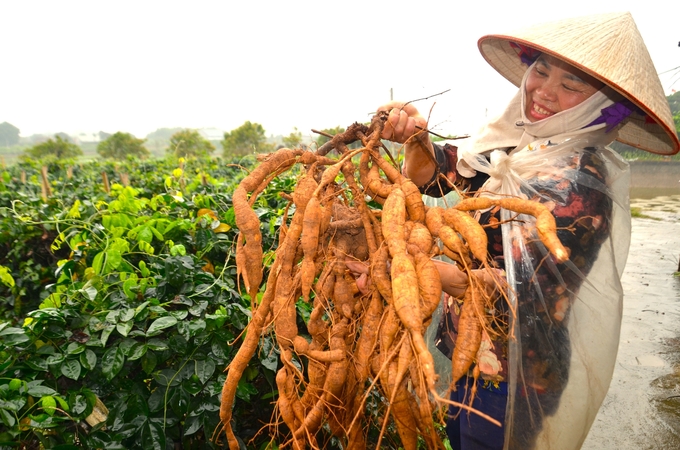 Chị Chinh Bên Gốc Sâm Nam Núi Dành Mới Đào. Ảnh: Dương Đình Tường.