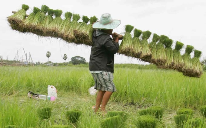 Một Nông Dân Thái Lan Đang Gánh Mạ Trên Cánh Đồng Ở Tỉnh Nakohn Ratchasima, Cách Thủ Đô Bangkok 200 Km Về Phía Đông Bắc. Ảnh: Reuters