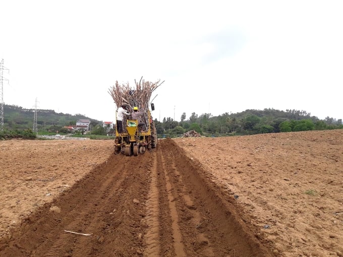 Những Diện Tích Đất Bằng Phẳng, Tập Trung, Người Dân Thu Hoạch Và Trồng Mía Bằng Máy. Ảnh: V.đ.t.