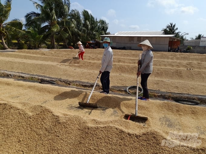 Nông Dân Tỉnh Trà Vinh Thu Hoạch Lúa Đạt Năng Suất Cao Nhờ Xuống Giống Theo Lịch Của Ngành Nông Nghiệp Khuyến Cáo. Ảnh: Thanh Hùng.