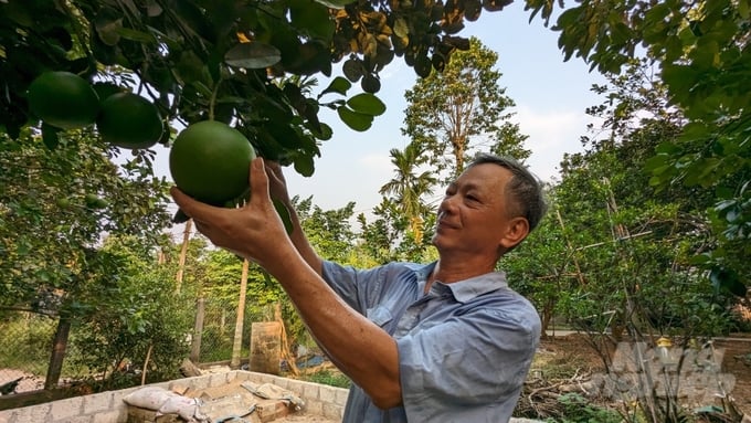 Đặc Thù Thổ Nhưỡng Ở Thủy Biều Nằm Bên Dòng Sông Hương Đã Ban Tặng Cho Nơi Đây Những Quả Thanh Trà Thơm Ngon Nức Tiếng. Ảnh: Công Điền.