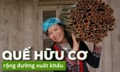 Doanh Nghiệp 'Bắt Chặt Tay' Cùng Nông Dân Sản Xuất Quế Hữu Cơ