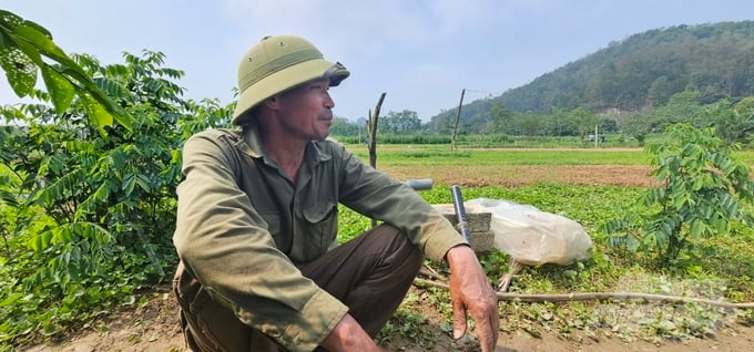 Lão Nông Lương Trọng Thắng (Làng Cổ Đông Sơn, Phường Hàm Rồng, Tp Thanh Hóa) Có Thâm Niên Trồng Rau Má 35 Năm Nay. Ảnh: Quốc Toản.