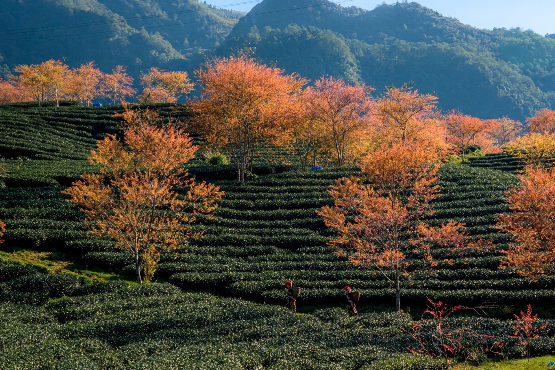 Lý Do Du Khách Úc Chọn Việt Nam Thay Vì Thái Lan Hay Indonesia- Ảnh 8.