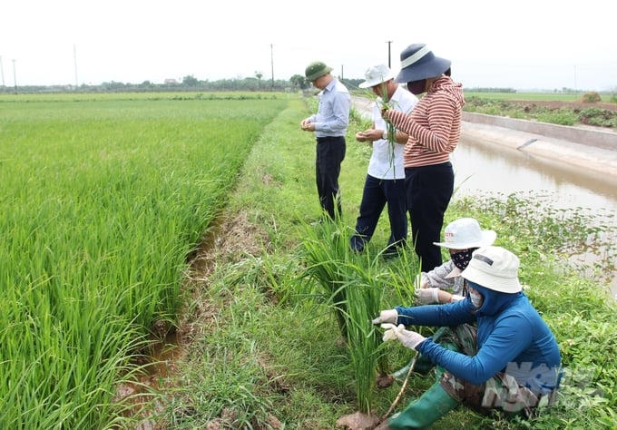 Theo Cục Bảo Vệ Thực Vật, Các Địa Phương Cần Theo Dõi Sát Diễn Biến Sâu Bệnh Hại Để Kịp Thời Chỉ Đạo, Hướng Dẫn Nông Dân Phun Trừ Hiệu Quả, Nhất Là Các Huyện Ven Biển Các Tỉnh Nam Định, Thái Bình, Ninh Bình, Hải Phòng. Ảnh: Trung Quân.