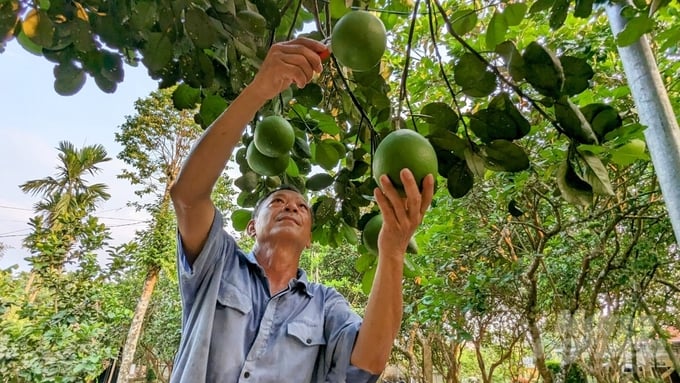 Thanh Trà Huế Có Vị Thơm Ngon Đặc Biệt, Khó Vùng Đất Nào Có Được. Ảnh: Công Điền.