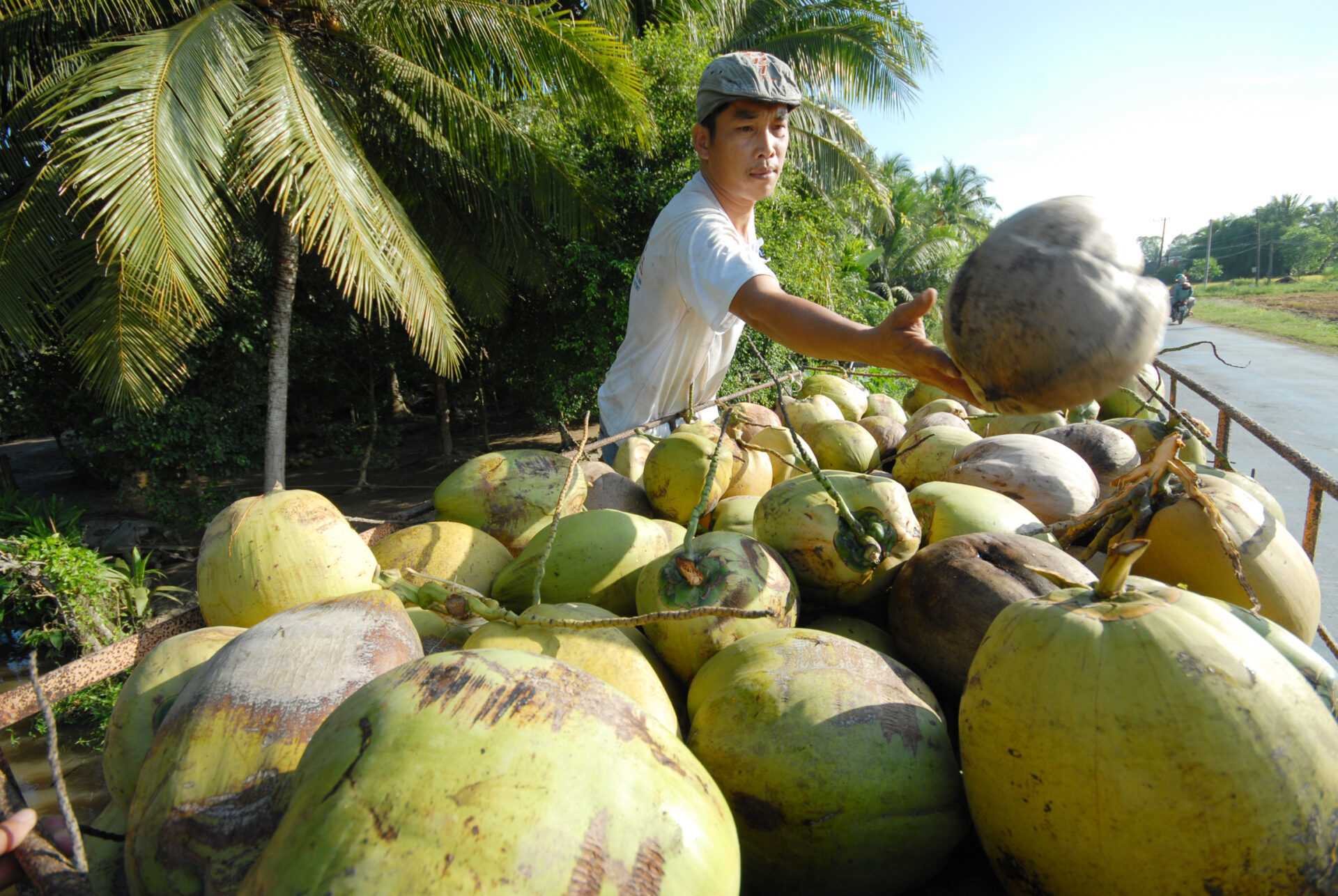 Thu Hoach Dua Kho O Ben Tre Anh Cong Han 2 6754