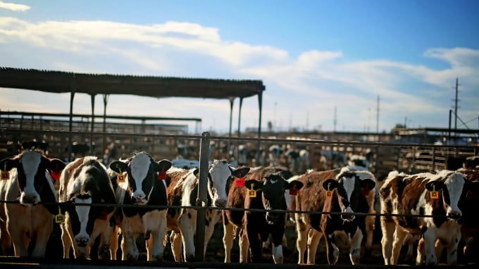 Gia Súc Bên Trong Chuồng Tại Một Trang Trại Ở El Centro, California, Hoa Kỳ, Ngày 11/2/2015. Ảnh: Getty.