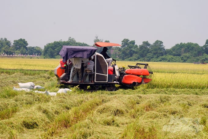 Nông Dân Quảng Trị Hối Hả Thu Hoạch Lúa Đông Xuân. Ảnh: Võ Dũng.