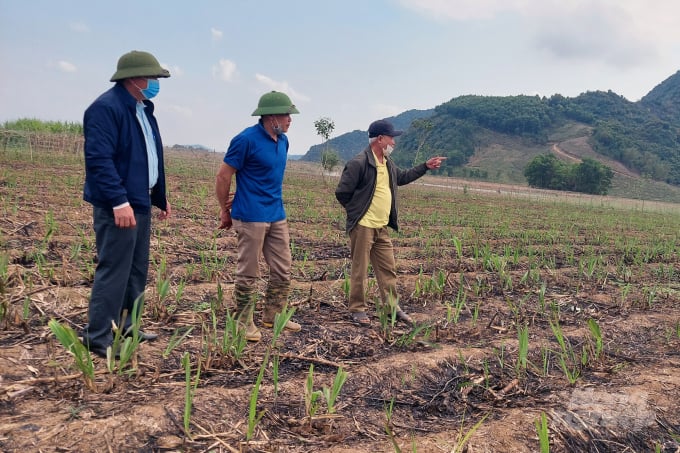 Chia Sẻ Lợi Ích Hài Hòa Trong Chuỗi Liên Kết Sản Xuất Sẽ Giúp Nông Dân Gắn Bó Hơn Với Cây Mía. Ảnh: Ts.