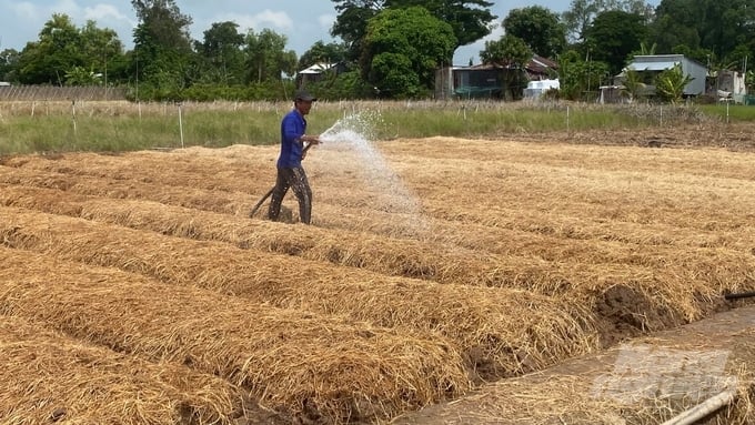 Dự Án Xây Dựng Mô Hình Ứng Dụng Dịch Vụ Cơ Giới Hóa Thu Gom Rơm Rạ Làm Nguyên Liệu Sản Xuất Nấm, Thức Ăn Chăn Nuôi Và Phân Bón Hữu Cơ. Ảnh: Ms.