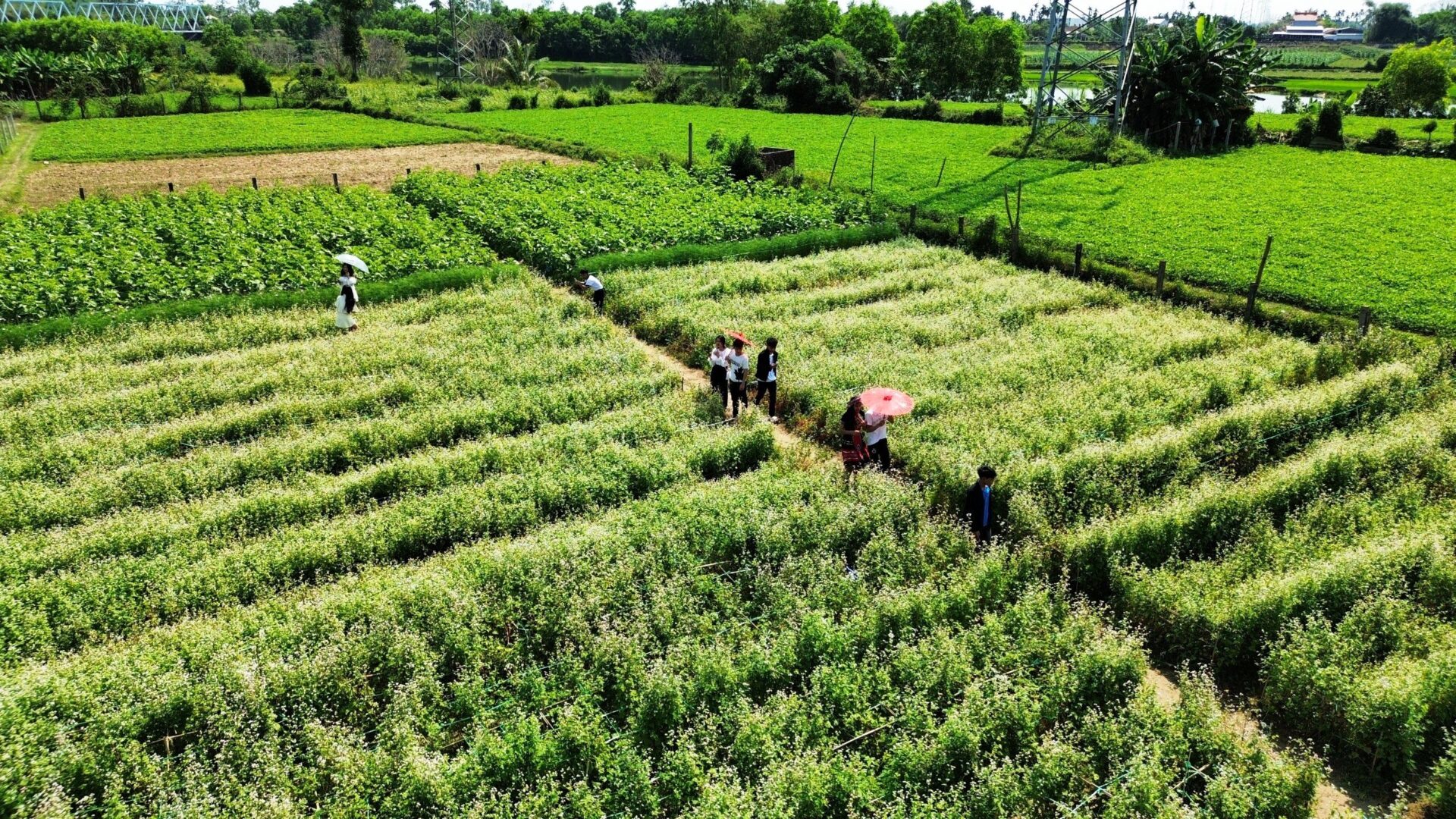 Check-In Vườn Hoa Tam Giác Mạch Quảng Nam, Ngỡ ‘Lạc’ Đến Hà Giang- Ảnh 2.