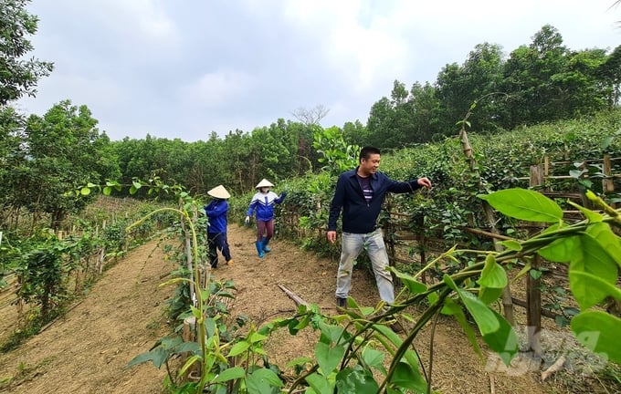 Vùng Nguyên Liệu Thìa Canh Đạt Tiêu Chuẩn Hữu Cơ Của Công Ty Cổ Phần Sản Phẩm Thiên Nhiên Dk Ở Xã Yên Ninh, Huyện Phú Lương, Thái Nguyên. Ảnh: Đào Thanh.