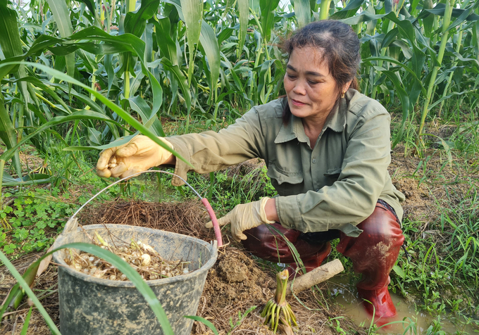 Thu Nhập Ổn Định Từ Nghề Trồng Hành Tăm Giúp Gia Đình Chị Nguyễn Thị Thịnh Có Điều Kiện Chăm Lo Cho Con Cái. Ảnh: Việt Khánh.