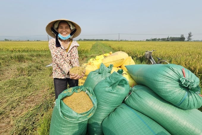 Bà Nguyễn Thị Thảo: 'Gieo Sạ Cụm Bằng Máy Được Mùa Nên Bà Con Mừng Lắm'. Ảnh: T. Phùng.