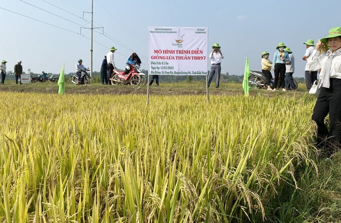 Trung Tâm Dịch Vụ Kỹ Thuật Nông Nghiệp Huyện Krông Nô Phối Hợp Với Hội Nông Dân Xã Nam Đà Và Công Ty Tnhh Thaibinh Seed Miền Trung - Tây Nguyên Xây Dựng Mô Hình Trình Diễn Giống Lúa Tbr97 Với Diện Tích 0,5Ha Tại Xã Nam Đà. Ảnh: Quang Yên.