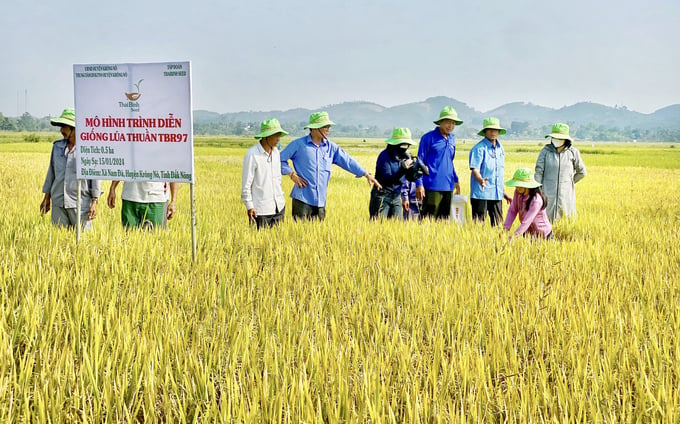 Giống Lúa Tbr97 Có Khả Năng Chống Chịu Sâu Bệnh, Chống Đổ Ngã Và Năng Suất Cao. Ảnh: Quang Yên.