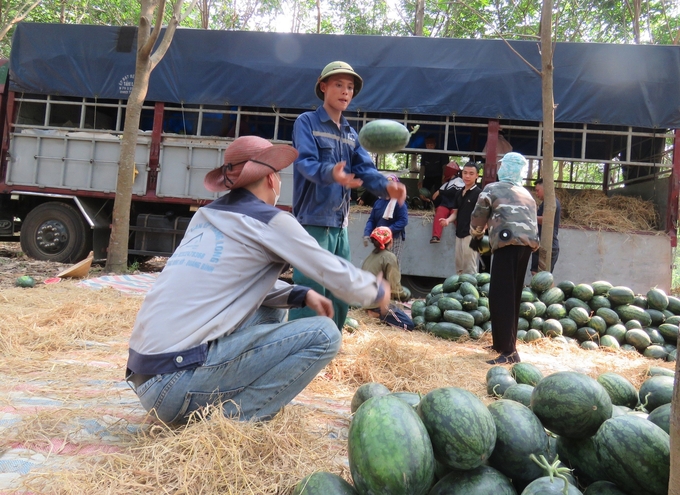 Vào Vụ Dưa, Những Lao Động Thu Hoạch, Bốc Chuyển Dưa Lên Ô Tô Có Thu Nhập Từ 500 - 600 Ngàn Đồng Mỗi Ngày. Ảnh: T. Đức.