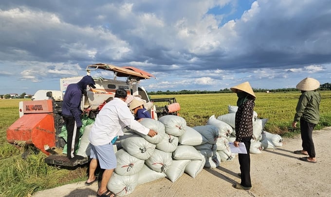 Nông Dân Xuân Bồ Đang Tính Toán Sản Xuất Lúa Theo Hướng Hữu Cơ Để Bồi Bổ Đất Và Tăng Thu Nhập. Ảnh: T. Đức.